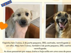 Cachorro raça SRD-ViraLata idade 3 anos nome Fiapinho e Maju