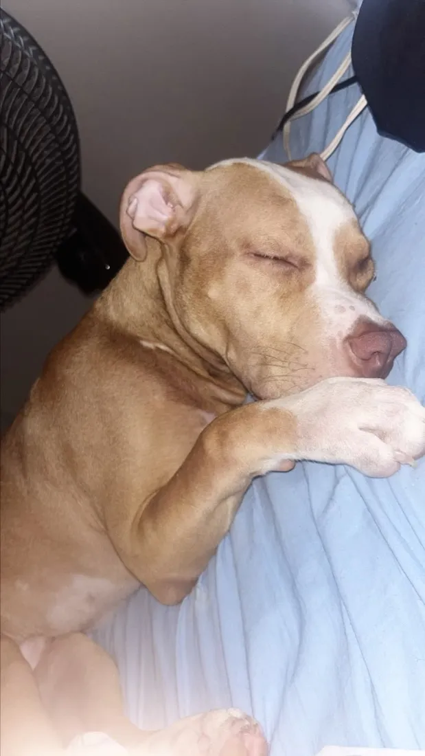 Cachorro raça Pit-Bull idade 2 a 6 meses nome Zeus