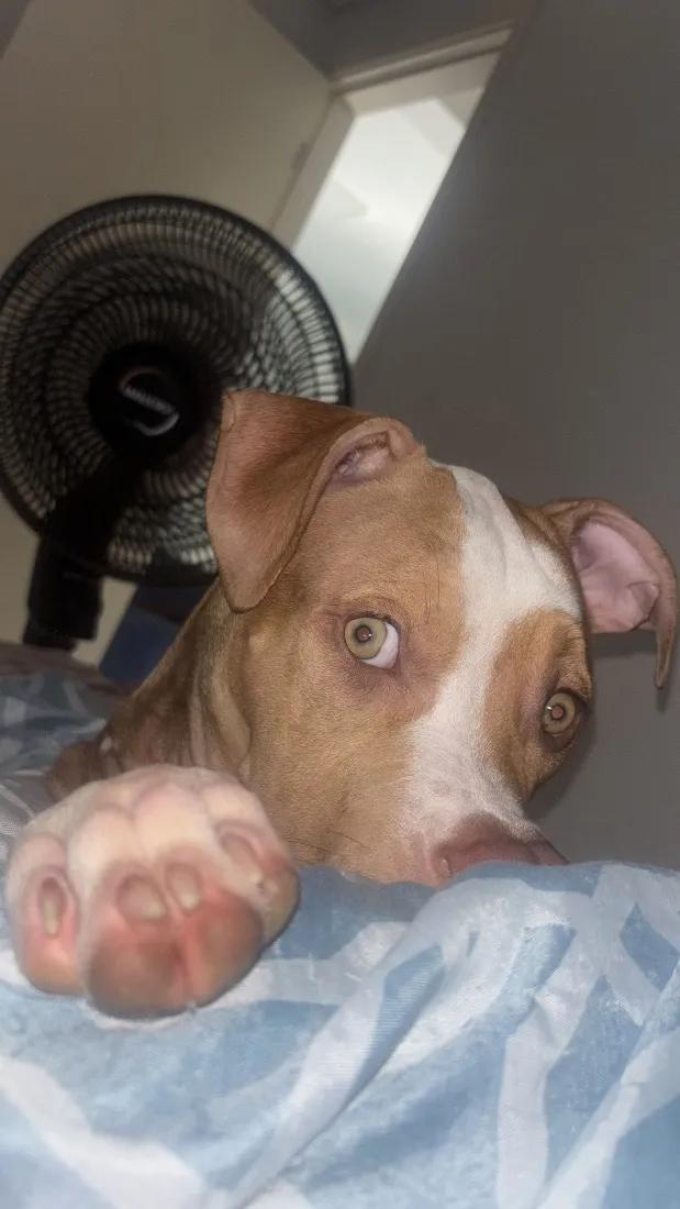 Cachorro raça Pit-Bull idade 2 a 6 meses nome Zeus