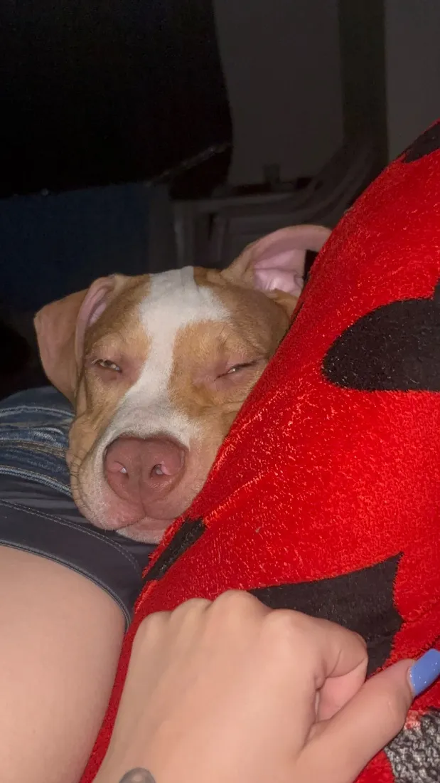 Cachorro raça Pit-Bull idade 2 a 6 meses nome Zeus