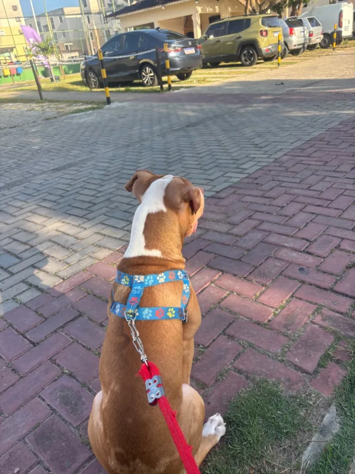 Cachorro raça Pit-Bull idade 2 a 6 meses nome Zeus