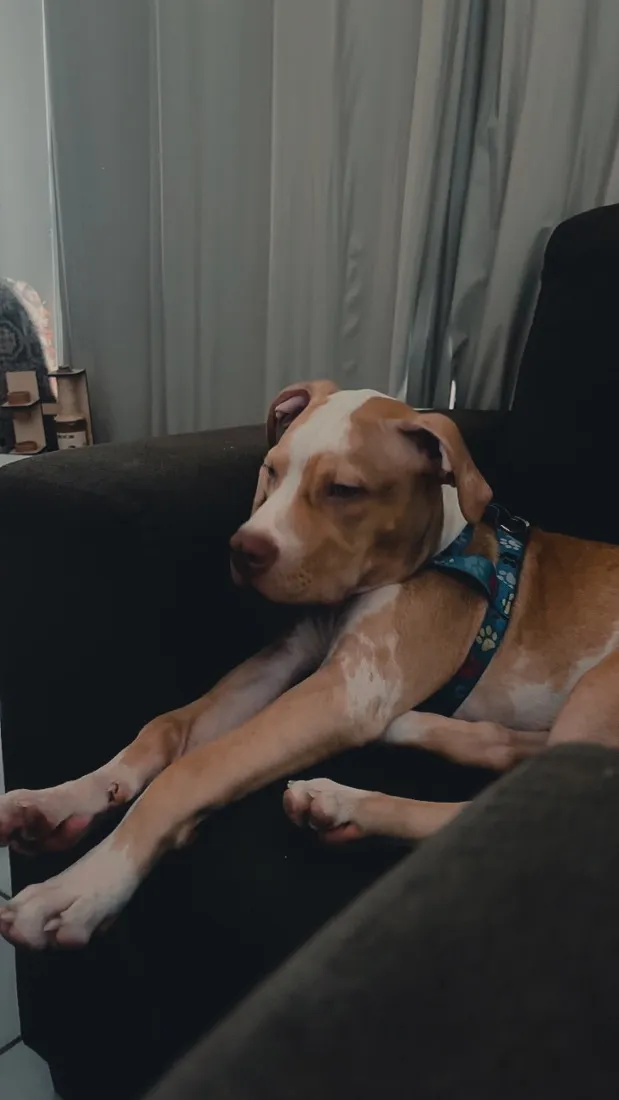 Cachorro raça Pit-Bull idade 2 a 6 meses nome Zeus