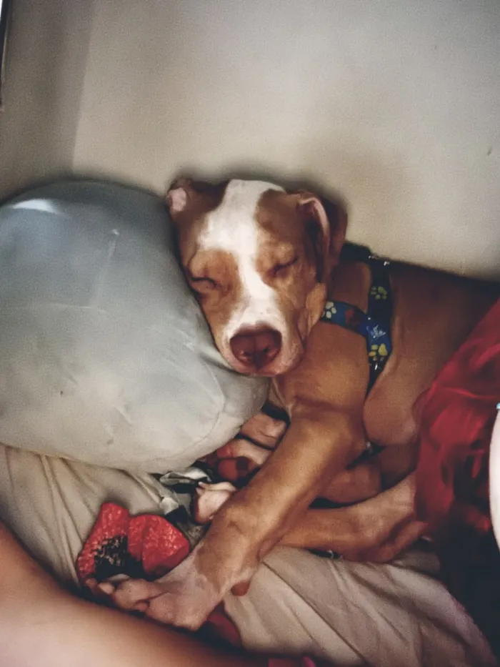 Cachorro raça Pit-Bull idade 2 a 6 meses nome Zeus