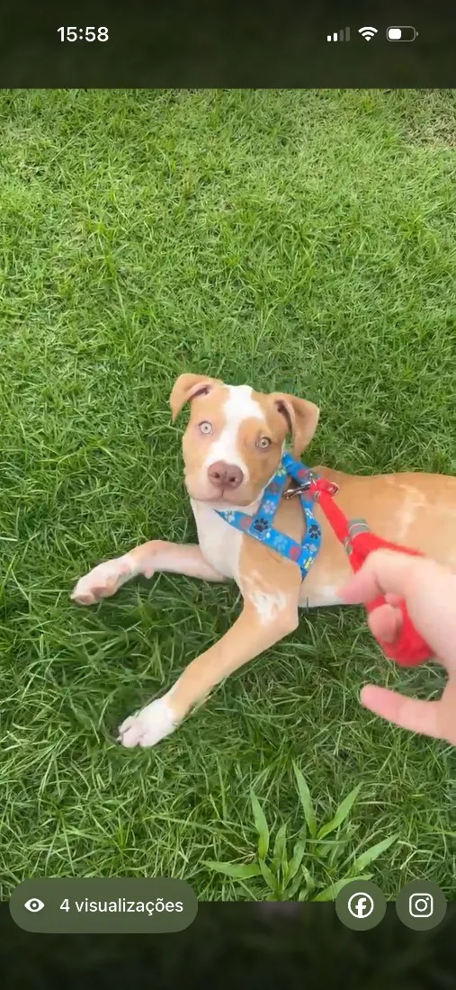 Cachorro raça Pit-Bull idade 2 a 6 meses nome Zeus
