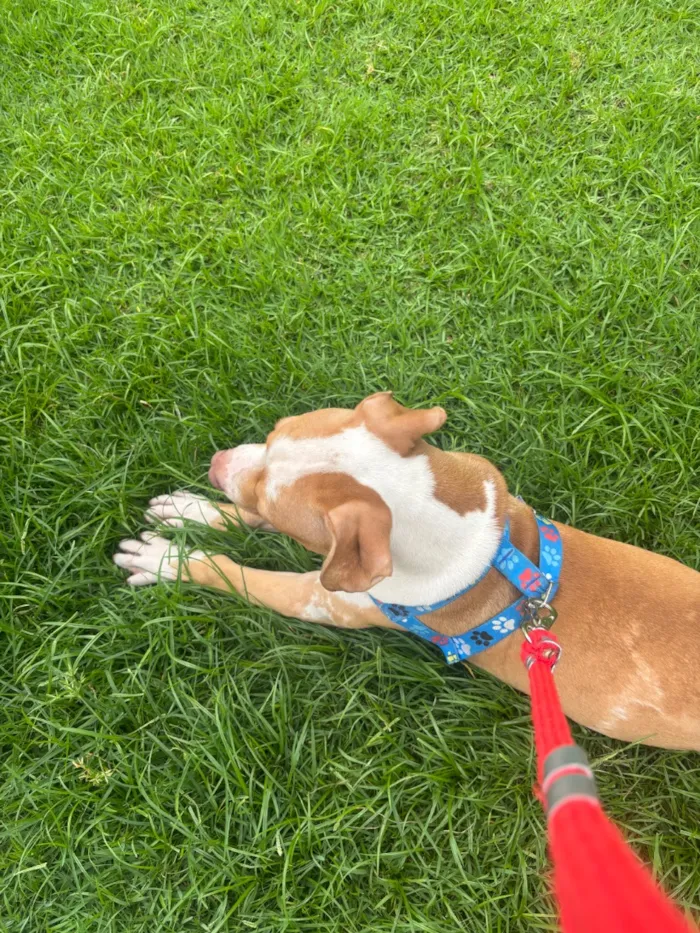 Cachorro raça Pit-Bull idade 2 a 6 meses nome Zeus