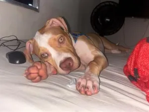 Cachorro raça Pit-Bull idade 2 a 6 meses nome Zeus