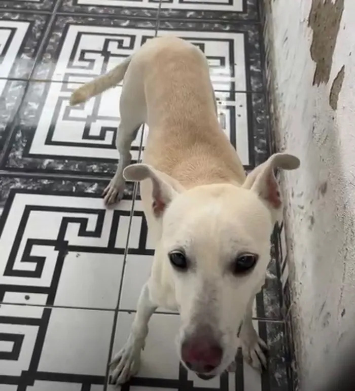 Cachorro raça SRD-ViraLata idade 6 ou mais anos nome Bob