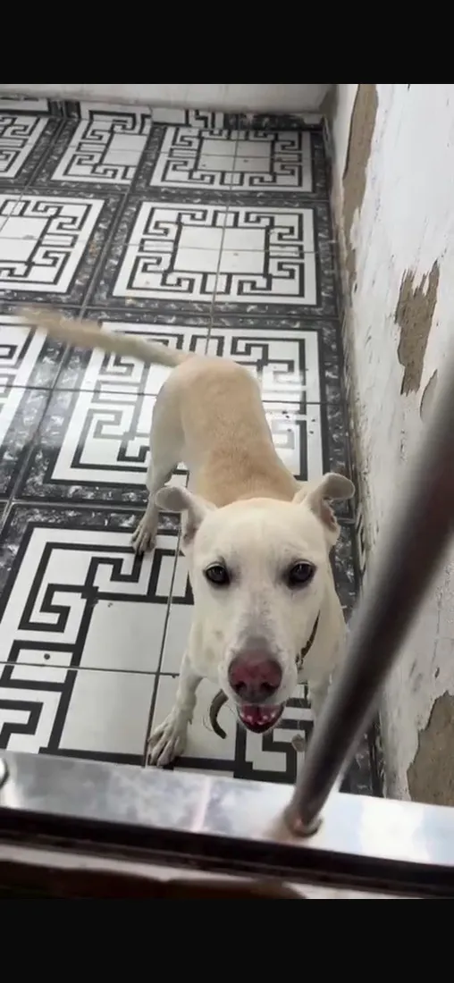 Cachorro raça SRD-ViraLata idade 6 ou mais anos nome Bob