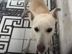 Cachorro raça SRD-ViraLata idade 6 ou mais anos nome Bob