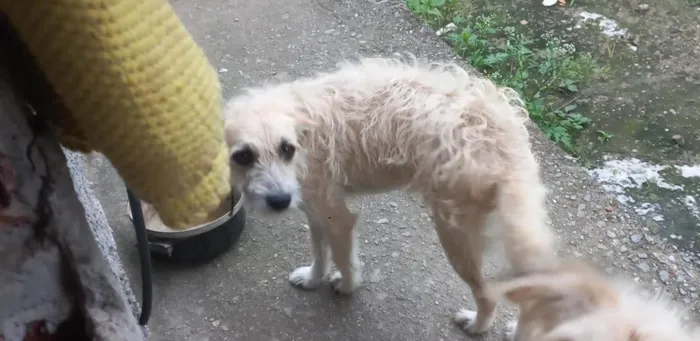 Cachorro raça SRD-ViraLata idade 2 a 6 meses nome rex, os outros n tem nome