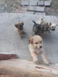 rex, os outros n tem nome