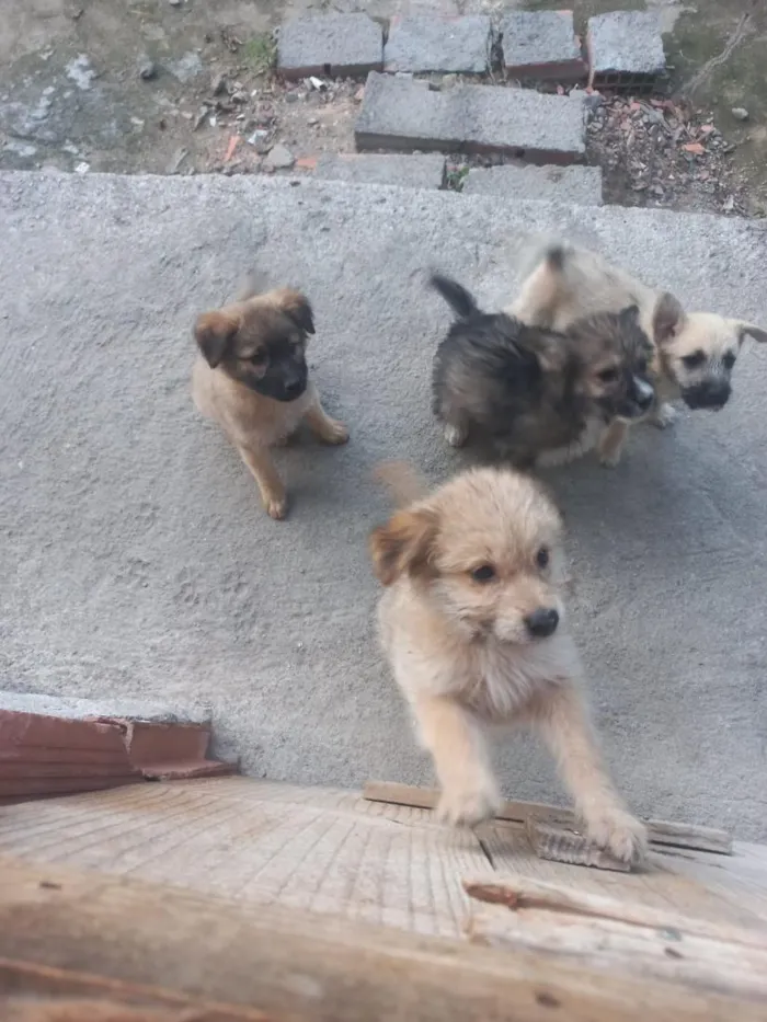Cachorro raça SRD-ViraLata idade 2 a 6 meses nome rex, os outros n tem nome