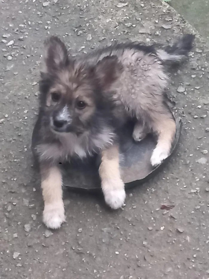 Cachorro raça SRD-ViraLata idade 2 a 6 meses nome rex, os outros n tem nome