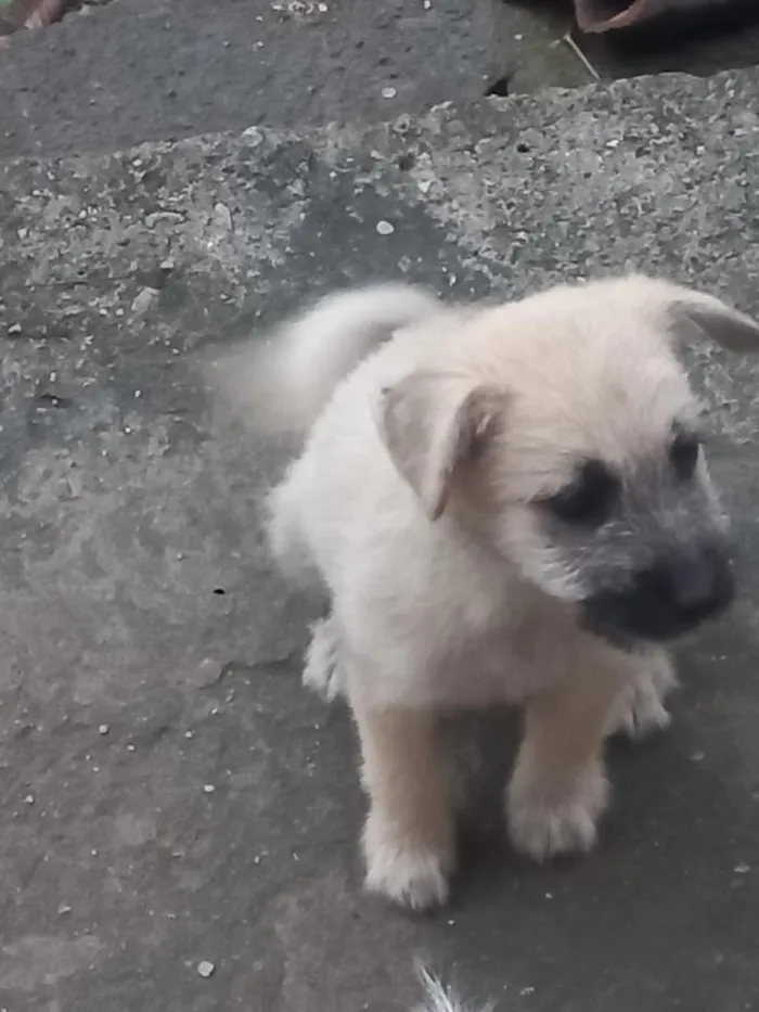 Cachorro raça SRD-ViraLata idade 2 a 6 meses nome rex, os outros n tem nome