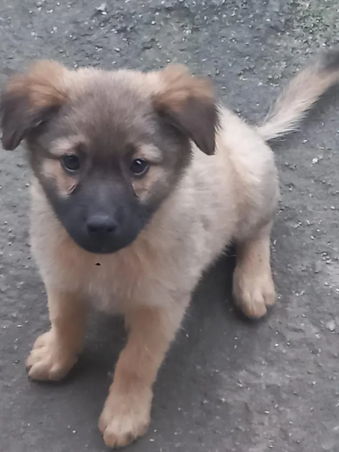 Cachorro raça SRD-ViraLata idade 2 a 6 meses nome rex, os outros n tem nome