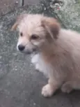 rex, os outros n tem nome