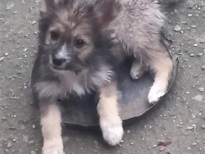 Cachorro raça SRD-ViraLata idade 2 a 6 meses nome rex, os outros n tem nome