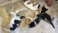 gatinhos 