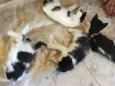 gatinhos 