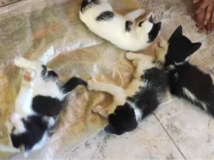 Gato raça SRD-ViraLata idade 2 a 6 meses nome gatinhos 