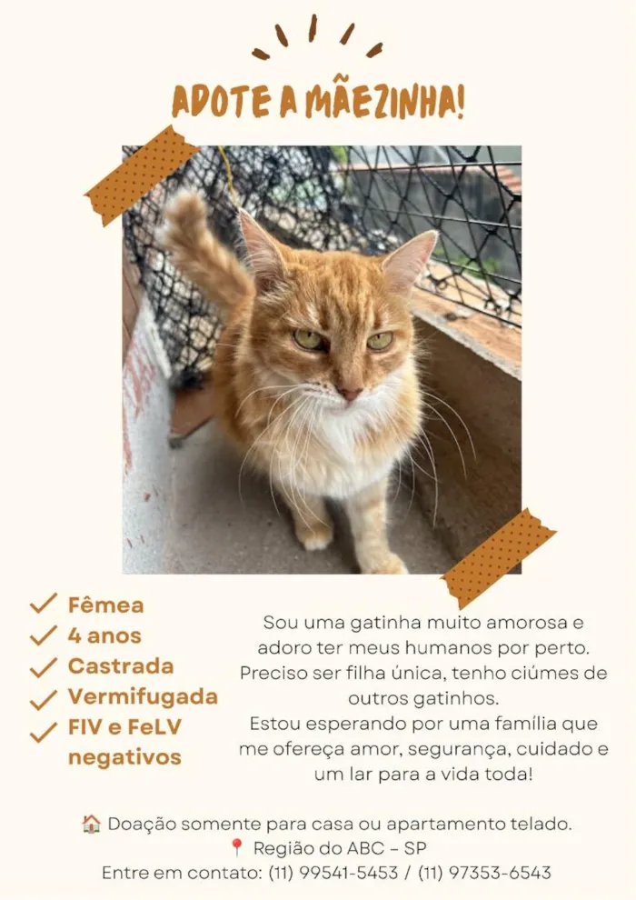 Gato raça SRD-ViraLata idade 4 anos nome Mãezinha