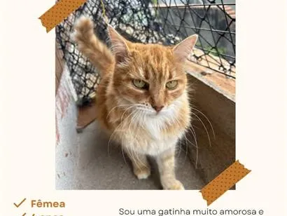 Gato raça SRD-ViraLata idade 4 anos nome Mãezinha