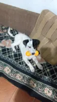 Apolo 