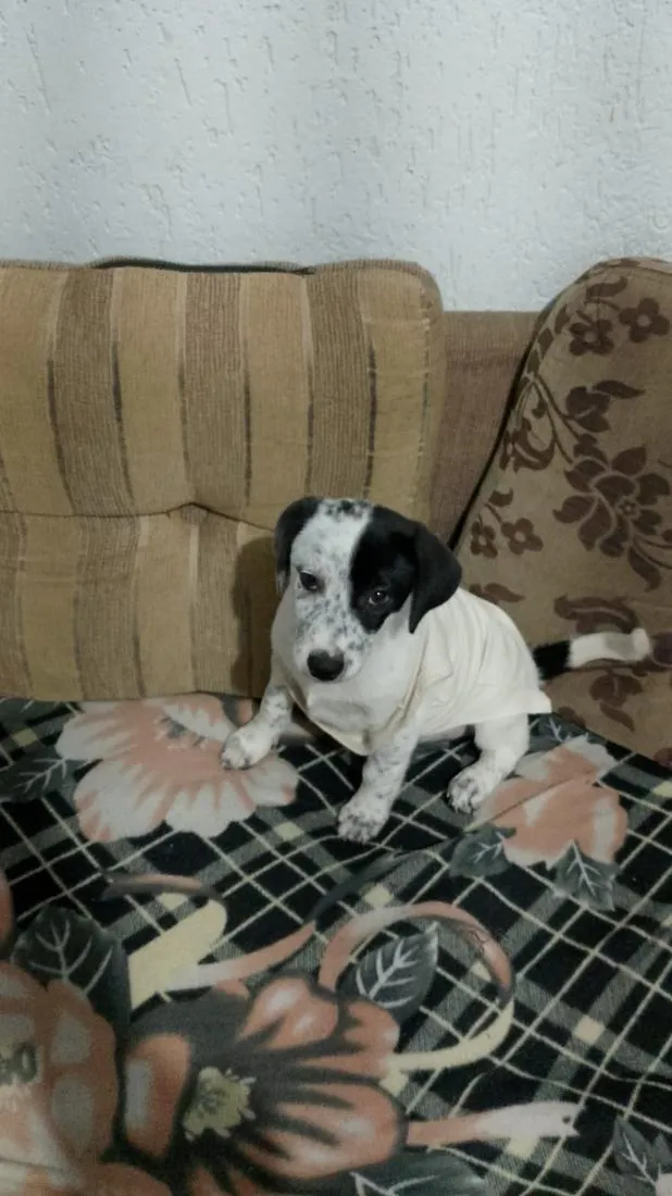 Cachorro raça SRD-ViraLata idade 2 a 6 meses nome Apolo 