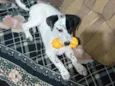 Apolo 