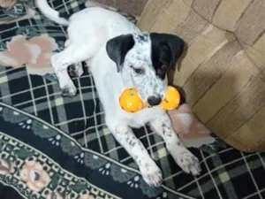 Cachorro raça SRD-ViraLata idade 2 a 6 meses nome Apolo 