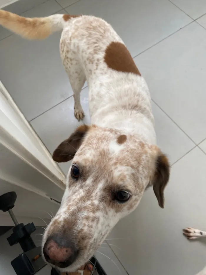 Cachorro raça SRD-ViraLata idade 6 ou mais anos nome Thor