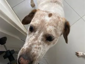 Cachorro raça SRD-ViraLata idade 6 ou mais anos nome Thor