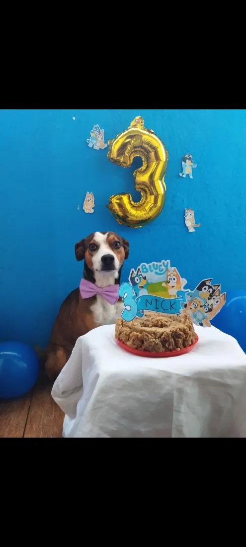 Cachorro raça SRD-ViraLata idade 3 anos nome Nick 