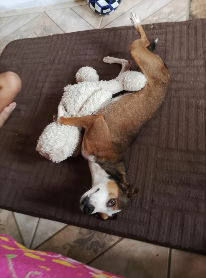Cachorro raça SRD-ViraLata idade 3 anos nome Nick 