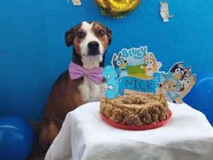 Cachorro raça SRD-ViraLata idade 3 anos nome Nick 