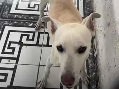 Cachorro raça SRD-ViraLata idade 6 ou mais anos nome Bob