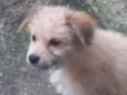 rex, os outros n tem nome
