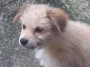 Cachorro raça SRD-ViraLata idade 2 a 6 meses nome rex, os outros n tem nome