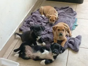 Cachorro raça SRD-ViraLata idade Abaixo de 2 meses nome Sem nomes ainda