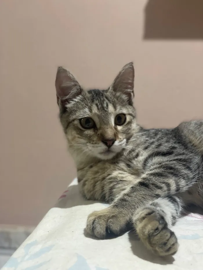 Gato raça SRD-ViraLata idade 2 a 6 meses nome Amélia