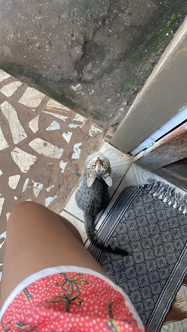 Gato raça SRD-ViraLata idade 2 a 6 meses nome Amélia