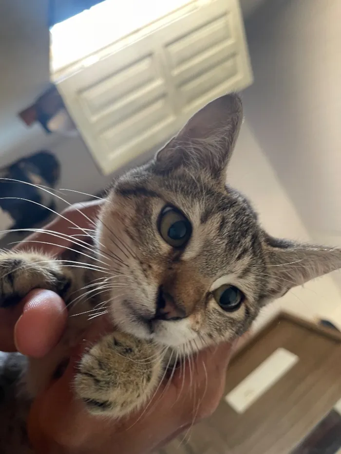 Gato raça SRD-ViraLata idade 2 a 6 meses nome Amélia
