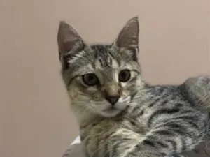 Gato raça SRD-ViraLata idade 2 a 6 meses nome Amélia
