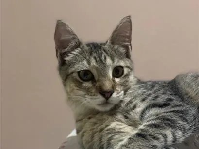 Gato raça SRD-ViraLata idade 2 a 6 meses nome Amélia
