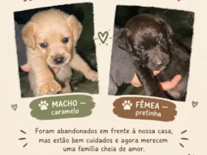 Cachorro raça SRD-ViraLata idade Abaixo de 2 meses nome Romeu e Julieta 