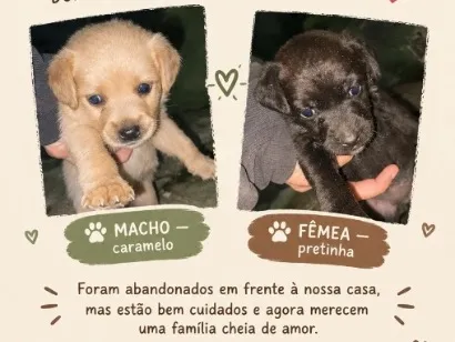 Cachorro raça SRD-ViraLata idade Abaixo de 2 meses nome Romeu e Julieta 