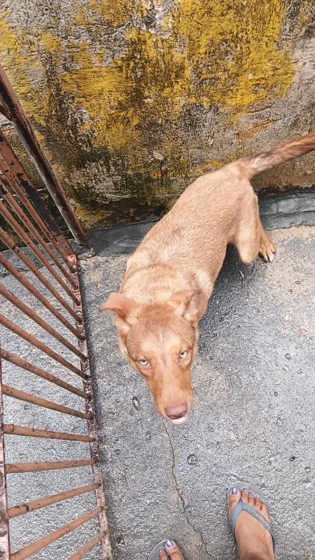 Cachorro raça SRD-ViraLata idade 7 a 11 meses nome Mel