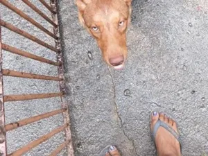 Cachorro raça SRD-ViraLata idade 7 a 11 meses nome Mel