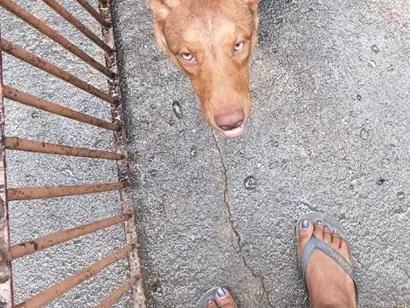 Cachorro raça SRD-ViraLata idade 7 a 11 meses nome Mel