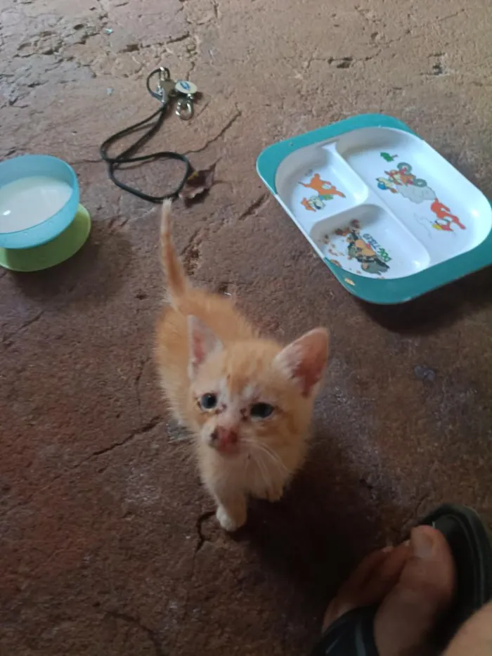 Gato raça SRD-ViraLata idade 2 a 6 meses nome Mustafá 